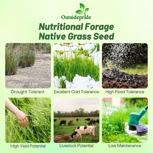 Vista 2 de Outsidepride Semilla de Switchgrass - 1 lb. Hierba nativa perenne, resistente a la sequía y las inundaciones, semilla de césped ideal para céspedes