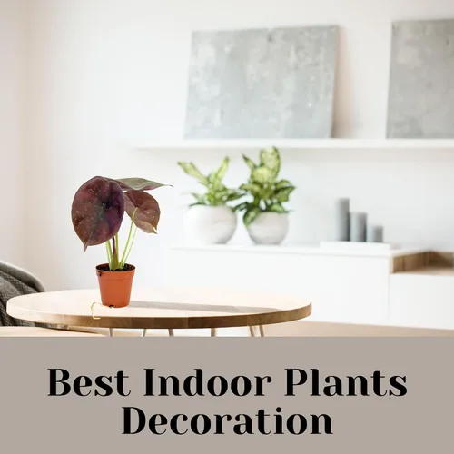 Vista 5 de Alocasia - Plantas vivas en maceta de 2 pulgadas, seguro para mascotas, fácil de cultivar, purificadoras de aire, plantas de interior, flores