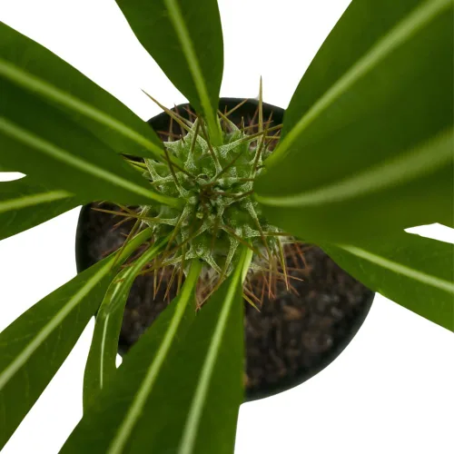 Vista 4 de BubbleBlooms Palmera de Madagascar, Pachypodium Lamerei, en maceta de 4 pulgadas