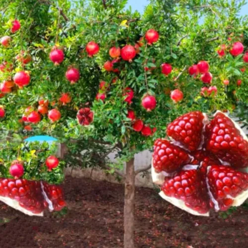 Vista 2 de 60 Semillas de Granada Semillas de Frutos Rojos Punica Granatum Bonsai Megranate