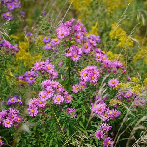 Vista 2 de Eden Brothers Semillas Aster de Nueva Inglater