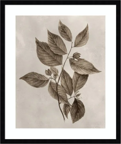 Vista 18 de Amanti Art Lienzo decorativo para pared enmarcado de 24 x 20 pulgadas, muestra de árbol III de Vision Studio, arte de pared de naturaleza