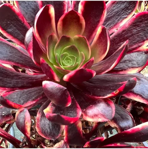 Vista 10 de The Succulent Cult - Collar de bebé de Crassula de 4 pulgadas, plantas suculentas raras totalmente arraigadas en suelo suculento, planta de casa