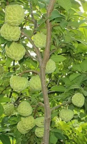 Vista 2 de 10+ Semillas de Manzana Azúcar Guanábana Natillas Guanabana Graviola Semillas Annona Muricata Plantación de árboles frutales