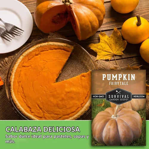 Vista 5 de Semillas de calabaza de cuento de hadas para plantar - 1 paquete Heirloom Musquée de Provence Pumpkins for Storage, Pies, Soups, Fall Décor