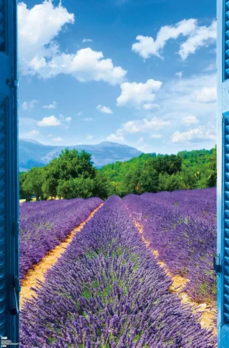 Vista 14 de Trends International Póster de pared de campo de lavanda, 14.725 x 22.375 pulgadas, versión enmarcada de madera de granero Versión enmarcada Barnwood