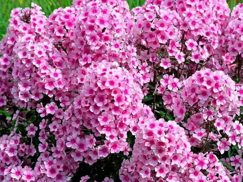 Vista 5 de 10 Tall Garden Phlox Paniculata Mixed Colors 'New Hybrids Mix' Flower Seeds