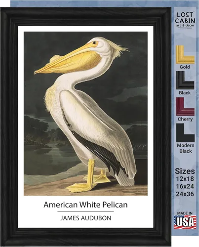 Vista 29 de Lost Cabin American Flamingo por James Audubon Impresión en marco biselado negro Reproducción de pintura de obras de arte finas Póster