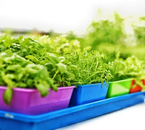 Vista 3 de Bootstrap Farmer Paquete de 40 bandejas de cultivo de 5 x 5, insertos extra gruesos para microverdes, pasto de trigo y propagación de plántulas