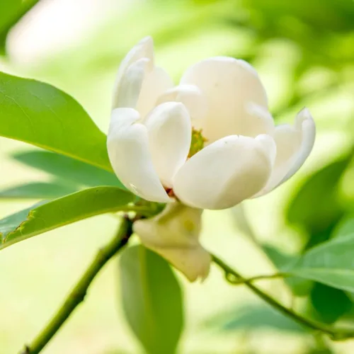 Vista 4 de Sweetbay Árbol de magnolia, árboles de magnolia de 6 a 12 pulgadas, plantas vivas para plantar al aire libre, maceta de 4 pulgadas, planta de flores