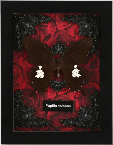 Vista 14 de Taxidermia de mariposas enmarcadas - Caja de sombra con mariposas, mariposas reales enmarcadas en una caja para estética de decoración del hogar