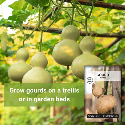 Vista 3 de Sow Right Seeds - Semilla de calabaza en botella para plantar - Paquete de reliquia sin OMG con instrucciones para plantar y cultivar un huerto