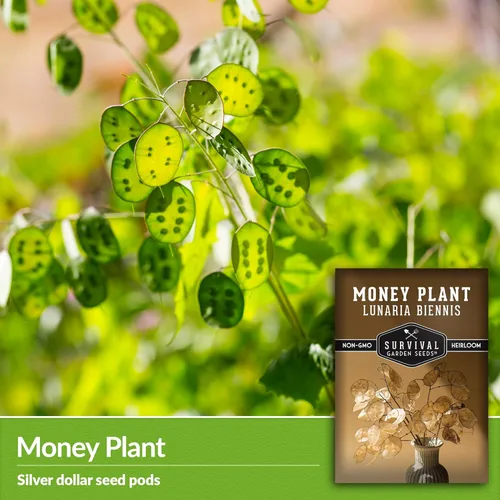 Vista 3 de Survival Garden Seeds Semillas de plantas de dinero para plantar, 1 paquete con instrucciones para cultivar Lunaria Annua en el jardín de tu casa