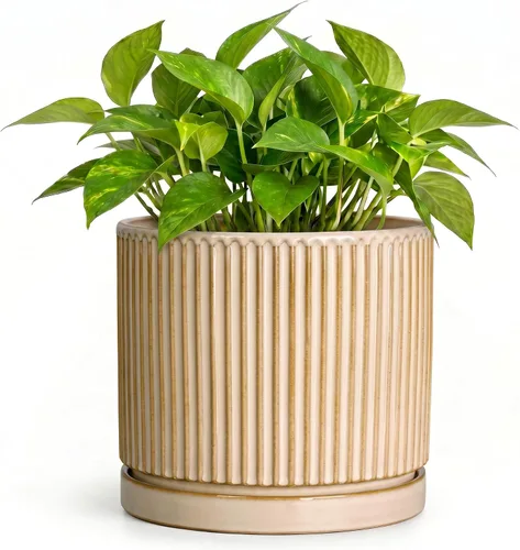 Vista 46 de 8 Inch Flower Pot, Ceramic Planters, Round Plant Pot, Beige
