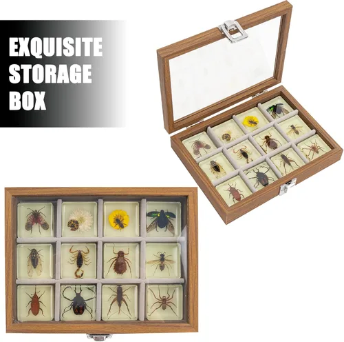 Vista 3 de Juego de muestras de insectos, colección de insectos, regalo educativo científico para niños de 3 a 8 a 12 años