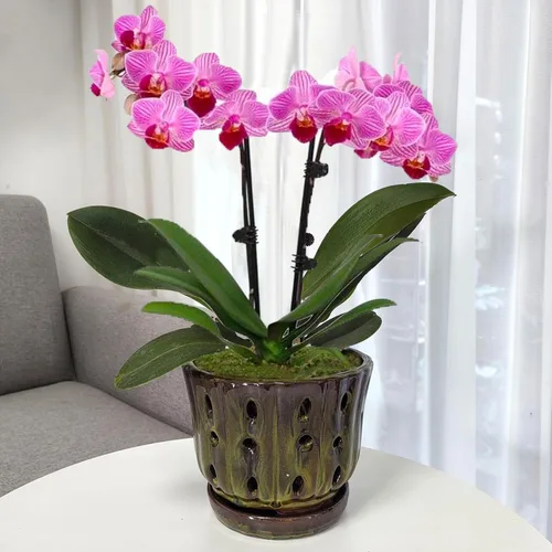 Vista 5 de Macetas de cerámica para orquídeas con platillo adjunto y agujero de drenaje de 6'' (verde musgo)