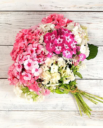 Vista 2 de 100 Phlox de Oveja Mezcla Pastel Phlox Drummondii Semillas de Flores Multicolor
