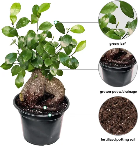 Vista 2 de Ficus de ginseng vivo, Ficus Retusa, Ficus de Taiwán, higo de Banyan, planta de interior bonsai, regalo de cumpleaños, regalo de inauguración