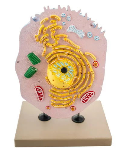 Vista 2 de Eisco Labs Animal Cell Modelo, pintado a mano