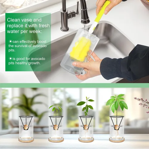 Vista 4 de Kits de cultivo de árboles de aguacate con cepillo para botellas, figura de aguacate, base de bambú, jarrón de iniciación de semillas de aguacate