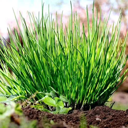 Vista 7 de Cebollino Allium schoenoprasum ajo silvestre 100+ semillas