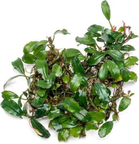 Vista 38 de SubstrateSource Bucephalandra Brownie Phantom - Planta de acuario viva – Decoración natural de pecera de agua dulce, decoración acuática