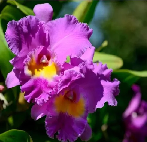 Vista 6 de Cattleya Orchid Hawaiian Starter Plant 5-8 pulgadas