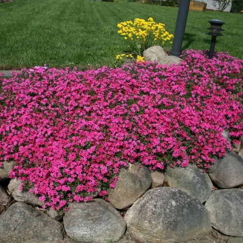 Vista 6 de Plantas Phlox Enanas Escarlatas, Planta viva Phlox Iniciadora, Bien Enraizada, Cubierta de Suelo Perenne, Juego de 2 Plantas
