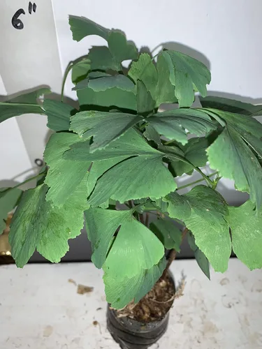 Vista 4 de Más de 6 plantas de ginkgo biloba de 1 año