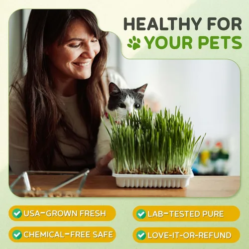 Vista 5 de Todd's Seeds – Hierba para gatos de interior o exterior, 1 libra de hierba de trigo – Premium, 100% libre de químicos (mejor que orgánico) sin GMO