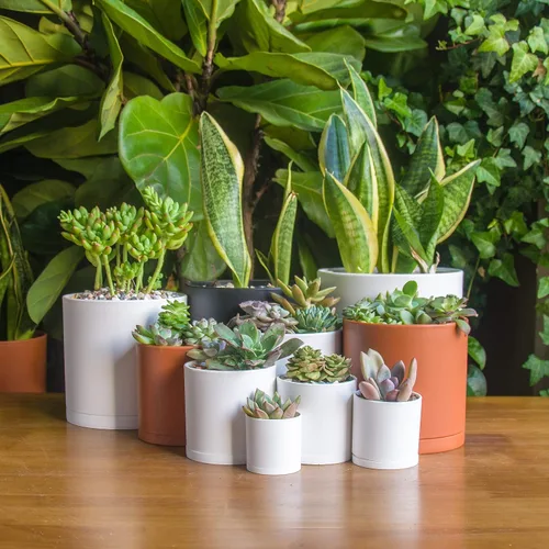 Vista 2 de D'vine Dev Paquete de 10 macetas de plástico para plantas, maceta cilíndrica para suculentas de interior de 6.5/6/5.5/4.5/4/3.5/3/2.5/2 pulgadas