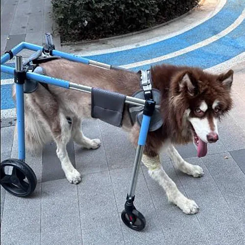 Vista 3 de Silla de ruedas para perros – Carrito ajustable para patas traseras, marco de aluminio ligero, ruedas de absorción de golpes para perros