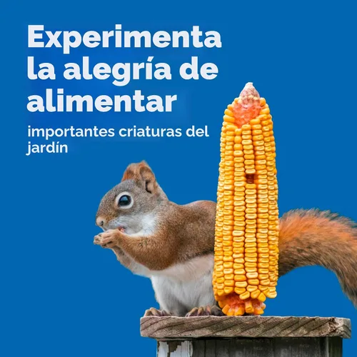 Vista 5 de Kaytee Maíz en la Mazorca, 6.5 lb Helps spare bird food. Whole corn cob for backyard wildlife. Whole corn, ground or feeder use, no added