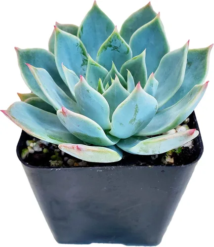Vista 8 de Fat Plants San Diego Live Echeveria Planta Suculenta Híbrida, Lola