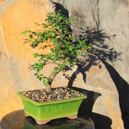Vista 10 de Brussel's Bonsai Árbol bonsái de ciruela dulce china viva, 5 años, 6 a 10 pulgadas, bonsái de interior en maceta de bonsái de cerámica
