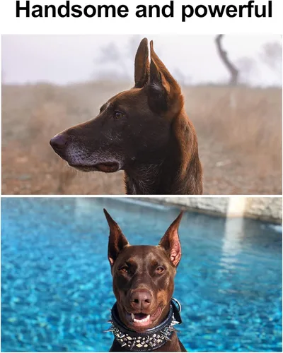 Vista 5 de 1 par de parches de soporte para orejas de perro, calcomanías de soporte para orejas de perro, herramienta de soporte para orejas de perro, soporte