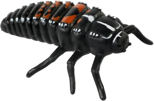 Vista 5 de Insect Lore estados del ciclo de la vida de mariquita