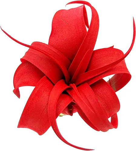 Vista 4 de ragnaroc Plantas de aire – Tillandsia Xerographica Pup teñido, grande 2-4 pulgadas (Jule Red) – 1ct – Llegada viva garantizada – Plantas