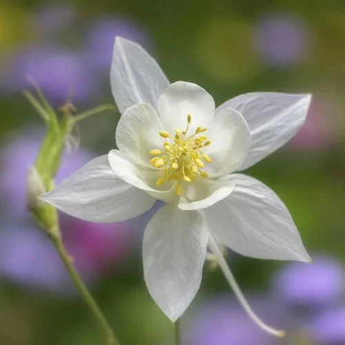 Vista 9 de Eden Brothers Semillas de Columbine - Barlow Mix