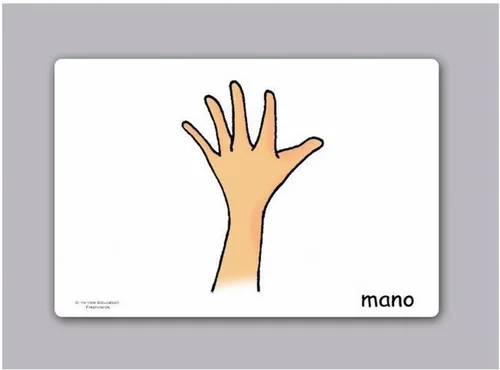 Vista 4 de Tarjetas de vocabulario -Partes del Cuerpo - Tarjetas de carrocería en español para niños pequeños de 2 a 4 años, niños y adultos