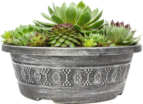 Vista 10 de Altman Plants Planta suculenta viva sempervivum no tóxica, regalo en maceta decorativa de 8 pulgadas, suculentas reales para cultivar, gallinas