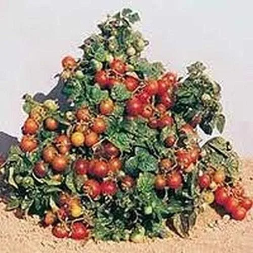 Vista 3 de Tiny Tim Tomato (El Tomate Original "Patio") mmm... BUENO!!!!!!!(10 - Semillas)