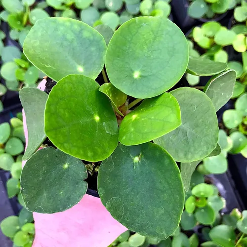 Vista 4 de Pilea peperomioides, dinero chino, panqueques o planta para compartir, planta de interior, Cnt Sz: 3