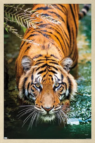 Vista 7 de Trends International Tiger - Póster de pared de agua, 14.725 x 22.375 pulgadas, versión enmarcada de madera de granero