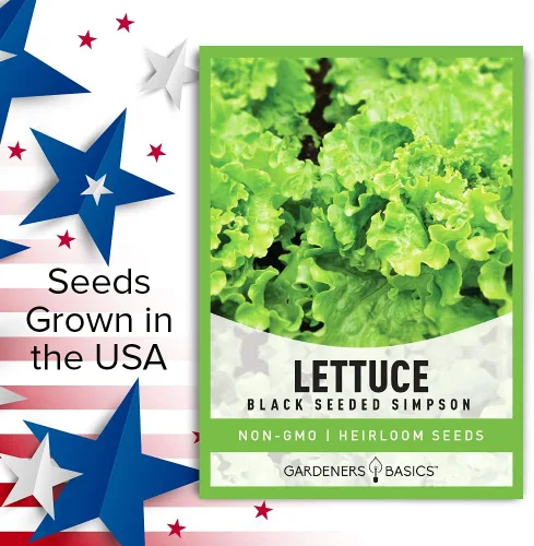 Vista 4 de Gardeners Basics, Semillas de lechuga Green Leaf para plantar – (variedad Simpson de semillas negras), variedad de lechuga sin OMG, 0.07 oz