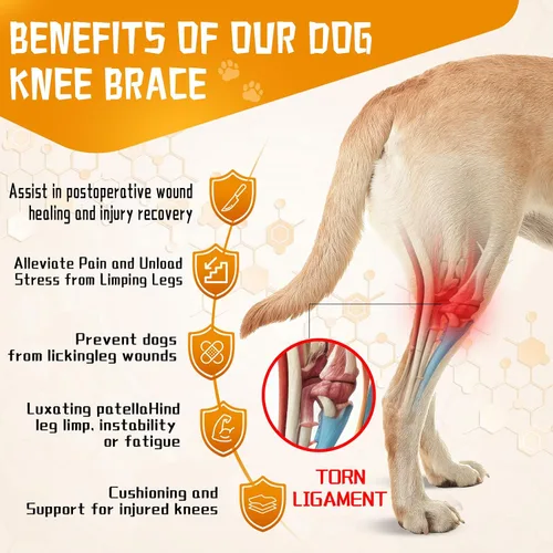 Vista 2 de Rodillera para perro ACL, soporte de cadera para perro para desgarro frontal y trasero, patas traseras de ACL, cómodo y ajustable, soporte