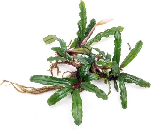Vista 23 de SubstrateSource Bucephalandra Brownie Phantom - Planta de acuario viva – Decoración natural de pecera de agua dulce, decoración acuática