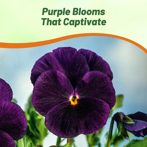 Vista 4 de Outsidepride Purple Bergwacht - Semillas de pensamiento de viola para plantar, 1,000 piezas. Flores resistentes al frío y aptas para polinizadores