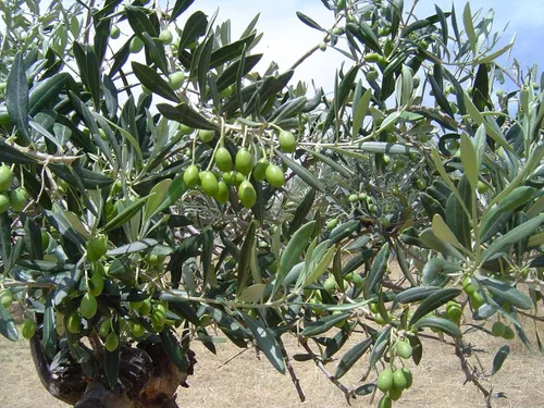 Vista 3 de Genesio - Aceite de oliva virgen extra, primera calidad prensado en frío, botella de vidrio de 1 litro