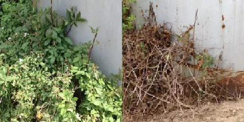 Vista 8 de RM43 43-percent glifosato más hierba antirretorno para control total de la vegetación
